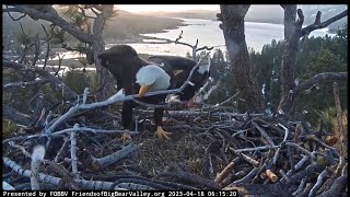 Jackie and Shadow 🦅Some impressions 🦅Sticks 🪵Fluff 🌾 Feather-nipping 🪶April 18/2023