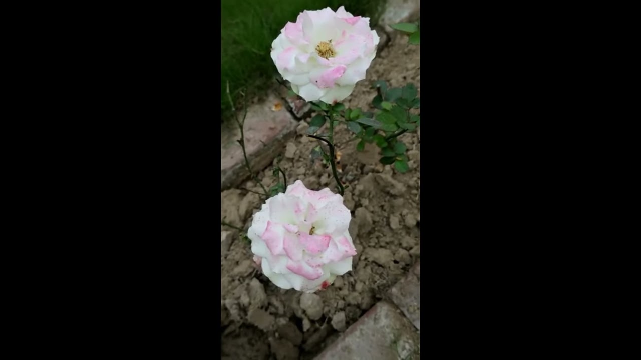 The Most Fragrant White Pink Roses Shorts