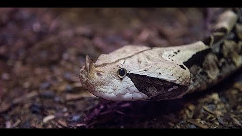 Rắn Lục Gaboon - Loài Rắn Độc Có Nhát Cắn Đáng Sợ Nhất Thế Giới