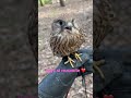 Friends  falconry friends shorts talk