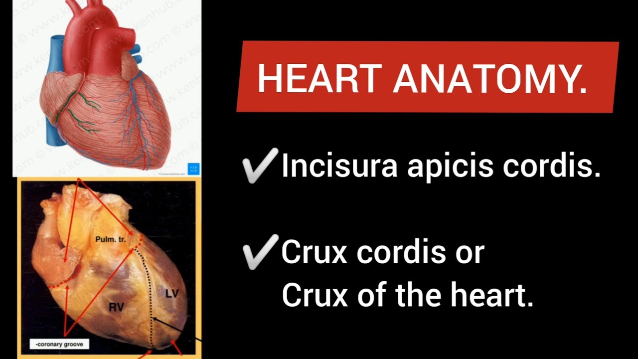 Heart Anatomy. INCISURA APICIS CORDIS & CRUX CORDIS or CRUX OF THE