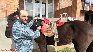 Как Одевать Седло и Уздечку На Лошадь , Жеребца Лахиба .