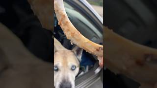 Dog Eats Pork Rib Bone
