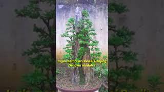 Membuat Bonsai Penjing Paling Mudah #shorts make the easiest penjing bonsai landscape #vidio #viral
