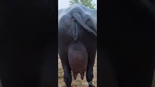 Mahalakshmi dairy farm karnal haryana contact 8985734785 #shorts#ytshort# #dairyfarm#murra