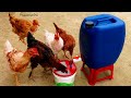 Como hacer bebedero de 25 litros de agua para gallinas y pollos.