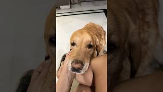 🦮Nautanki…. #labrador #love #doglife #masoom #trending