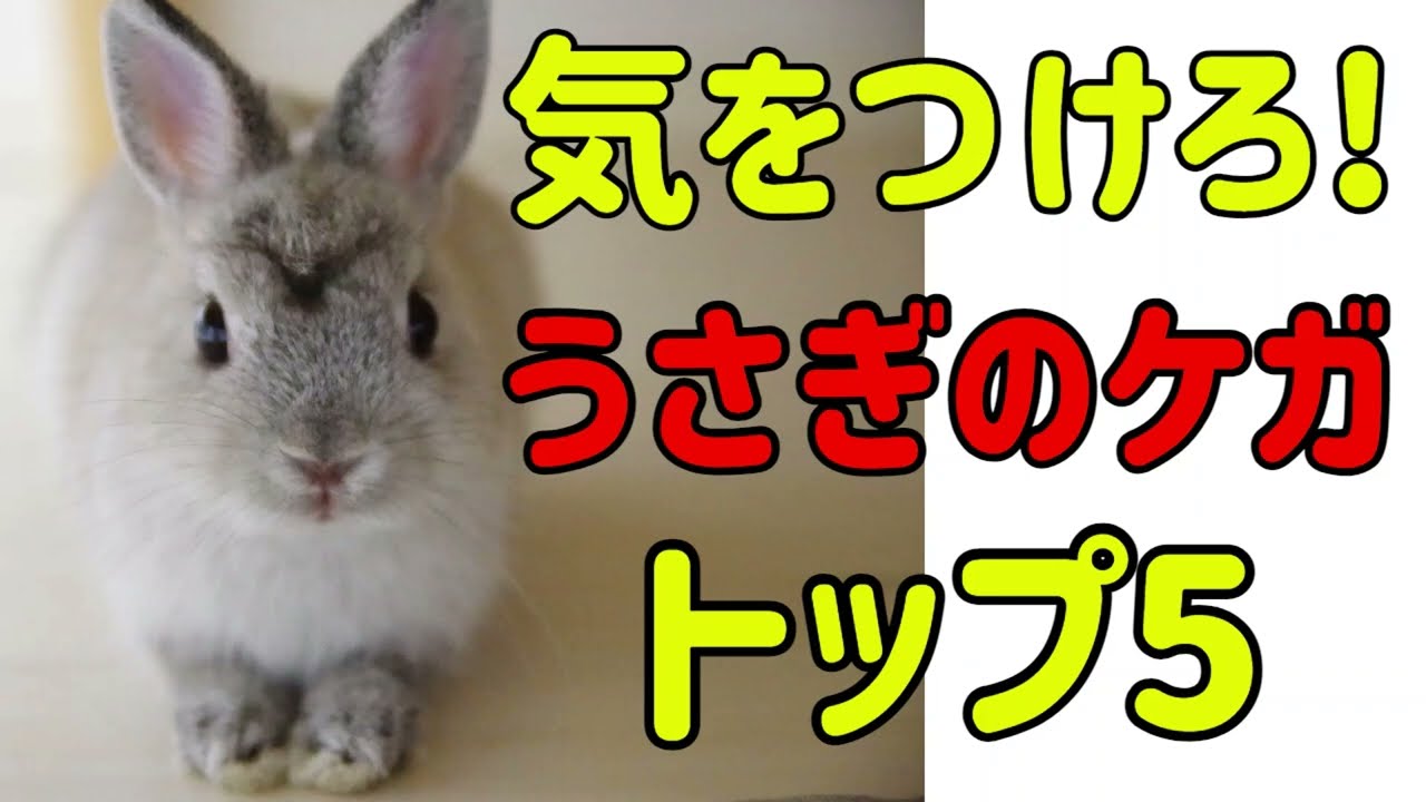 室内飼育でよくあるうさぎのケガ・事故トップ5#71　うさぎの病気 Vol.26