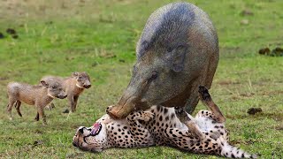 Omg! The God Help Mother Warthog Take Down Leopard And Cheetah To Save Her Baby - Lion Vs Wild Dogs