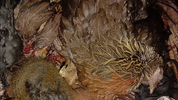 yos hav zoov tua qaib qus pw chaw lom zem kawg..1/5/2023