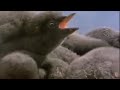 Baby Penguins Struggle for Survival | BBC Studios