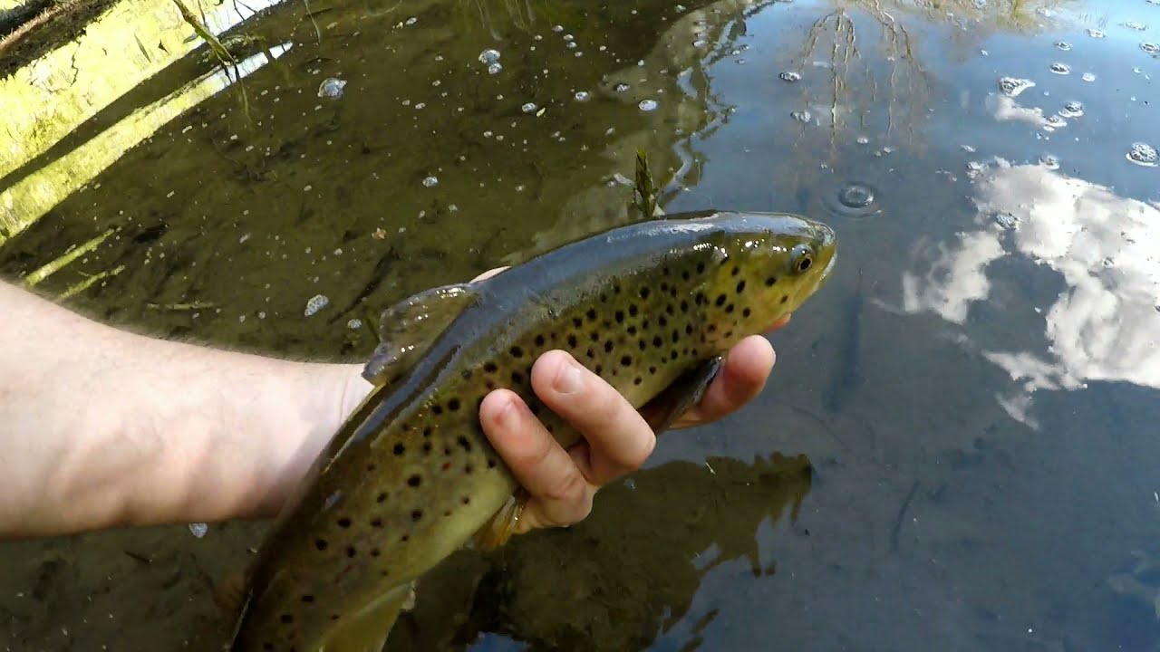 BOBBER DOWN BROWNS, Spring Float & Jig Action on the Stream