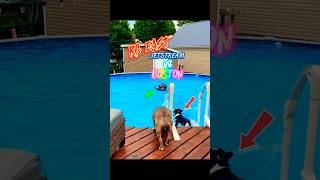 #bostonterrier vs #jetstream #rc #boat @BostonTerrierSociety @HorizonHobbyProducts #rchobby