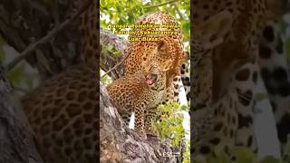 Fakta Unik Leopard, Si Pemburu Misterius yang Bisa Angkat Mangsa ke Atas Pohon #Shorts #hewanbuas