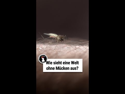 Video: Wäre das Ökosystem ohne Mücken beeinträchtigt?