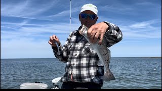 Speckled trout early migration to Barrier Islands