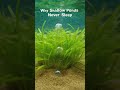 The ONE "Invisible Barrier" Killing Your Lake... 🌊 #Shorts #LakeLife #Ecology #ScienceDaily #pond