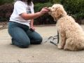 Olympic Labradoodles Puppy Training Program