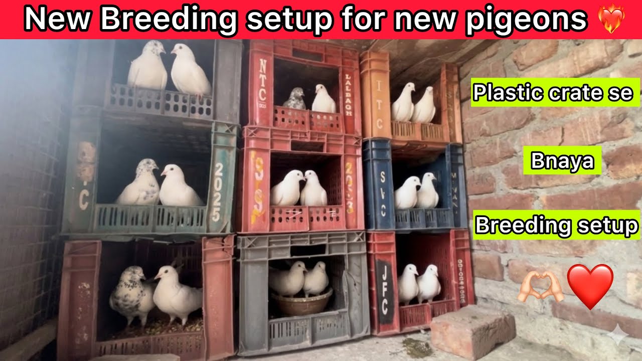 How to make easy breeding setup || New pairs❤️