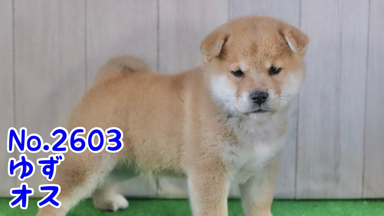 ゆず犬ページ No 2603 ゆず（赤柴オス） - YouTube
