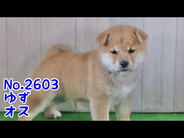 ゆず犬ページ No 2603 ゆず（赤柴オス） - YouTube