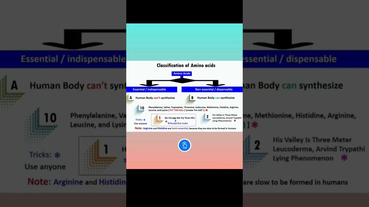 Essential and Non-essential Amino Acids | 