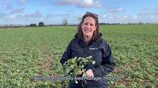 How to spring clean your oilseed rape with Korvetto® herbicide
