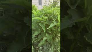 Native plant profile: cup plant, silphium