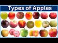 Types of Apples | Explore 70 Apple Varieties From Around the World