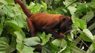 Red Howler monkey (Alouatta seniculus), Bugio-vermelho