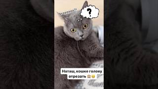 🤣весь кайф обламали 🤣 #кот #cat #юмор #котик #котики