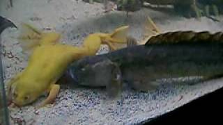 violet goby wikivisually