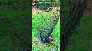 🙏आत्मरुतादपि विरुतं कुर्वाणाः स्पर्धया सह मयूरैः।🦚 #happy #peacock #sound #birds #national 🌺🙏