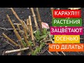 ЧТО ДЕЛАТЬ, ЕСЛИ РАСТЕНИЯ СНОВА ПРОСНУЛИСЬ И РАСТУТ ОСЕНЬЮ!!!