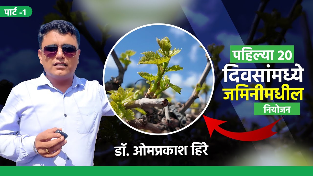 द्राक्ष पिकात पहिल्या 20 दिवसांत कमकुवत घड मजबूत करण्यासाठी करावयाची महत्त्वाची कामे