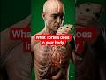 What Happens Inside Your Body When You Eat a Tortilla? 🌮🧠 #tortillachips #tortillawrap Anatomy
