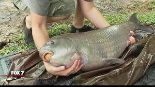 Fisherman makes 51-pound catch at Lake Austin | 6/2017