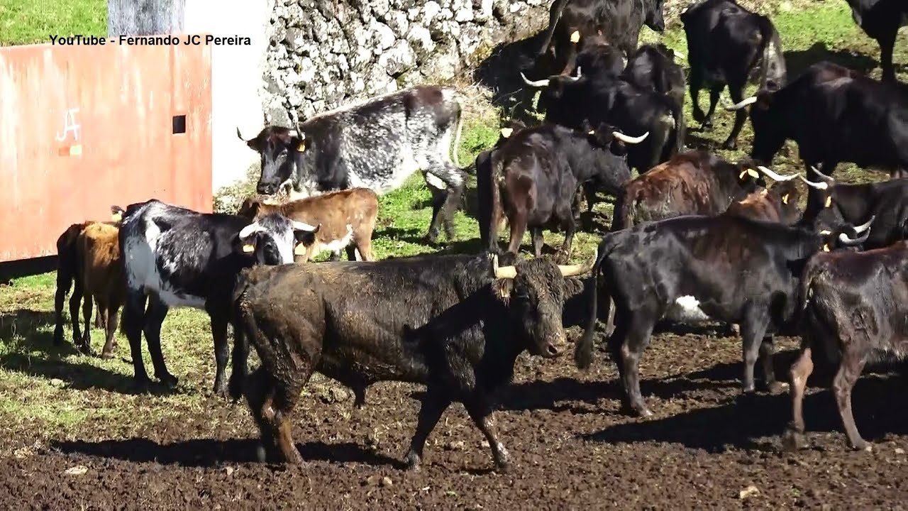 JAF Wild Bull 177 (The New Breeder) - Touro 177 - Novo Semental Da Ganadaria José Albino Fernandes