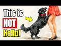 If Your Dog Jumps On You, It Means THIS!| Dog Behavior Explained