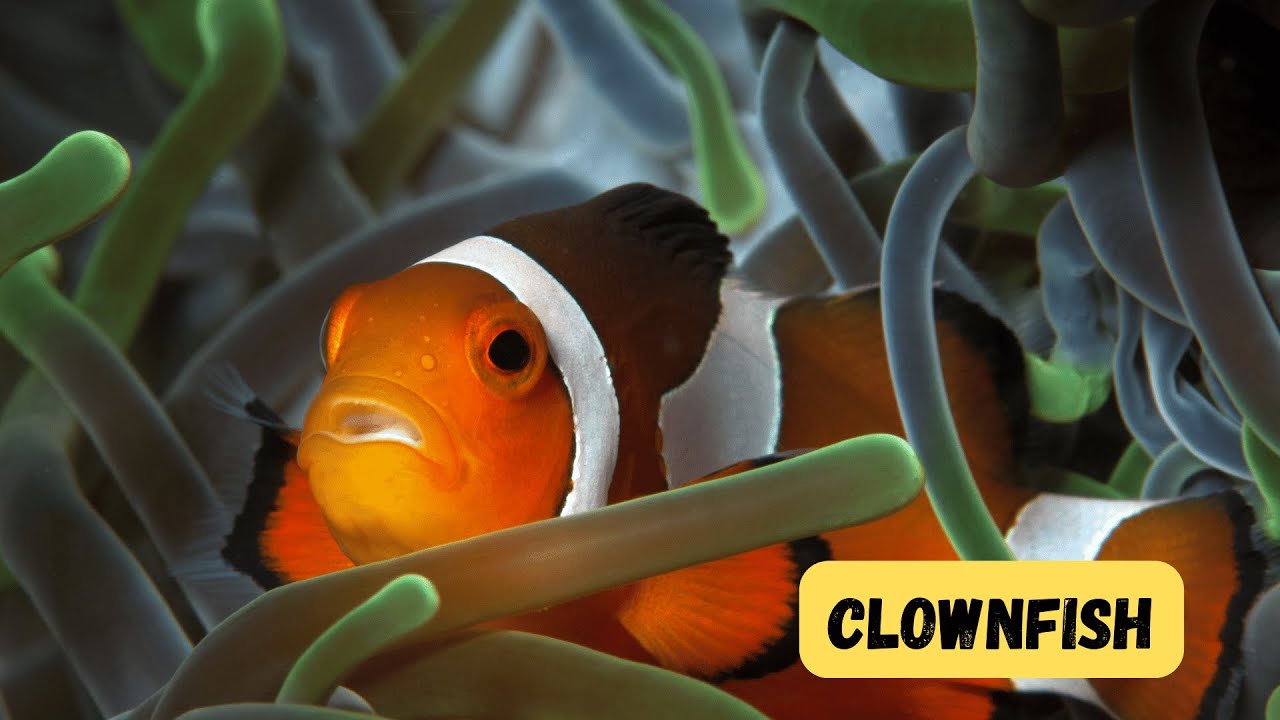 Clownfish Song for Kids | Fun Ocean Animal Learning | Phonics & ABC ...