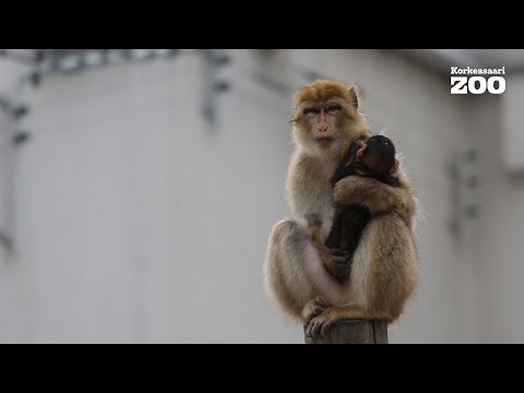Video: Ihmiset Eivät Enää Kehitty Yhtä Nopeasti Kuin Apinat - Vaihtoehtoinen Näkymä