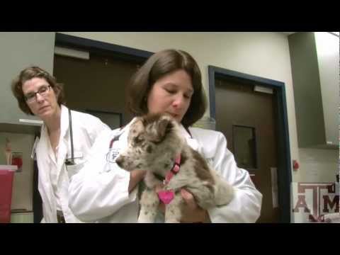 Choosing a Pet Food, Texas A&M University College of Veterinary Medicine