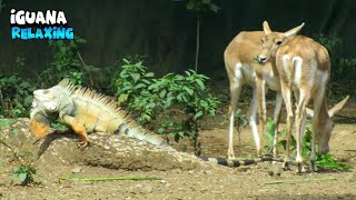 Impalas Eating While Iguana Is Relaxing