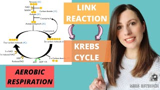 AEROBIC respiration: The LINK REACTION and the KREBS CYCLE for AQA A-level Biology.