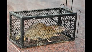 De Les Van De Muizenval Zac Poonen