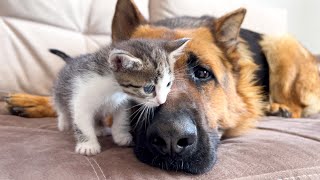 German Shepherd Befriends Tiny Kitten!