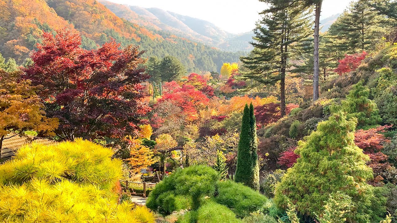 [THX 100K!] The Garden of Morning Calm Afternoon Walk In Autumn Tour Korea 경기도 가평군 아침고요수목원 가을 오후 산책