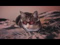 Cybercat 2077  official trailer