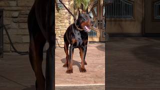 Sevdiklerini en iyi koruyan köpek cinsleri