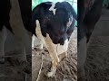 डेरी फार्म फेल क्यों होते ही #agriculture #farming #farmer #indianfarmer #dairyfarm #cow #dairy